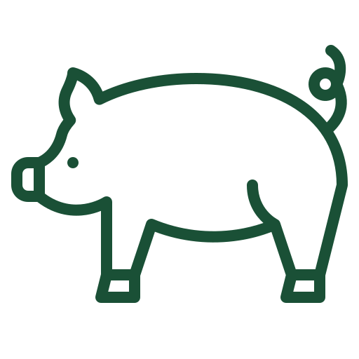 pig